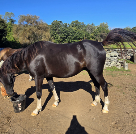 HorseID: 2307711 Cash - PhotoID: 1091705