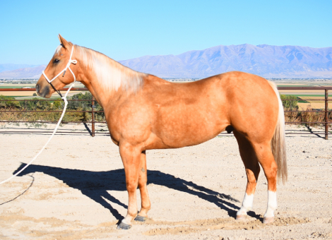 HorseID: 2307715 CRC IRISH DUDE - PhotoID: 1091711