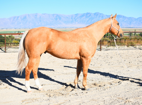 HorseID: 2307715 CRC IRISH DUDE - PhotoID: 1091712