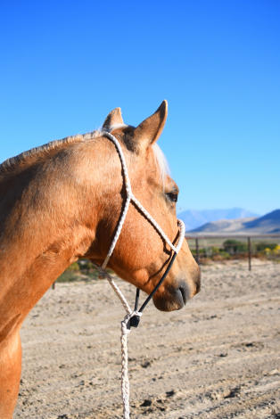 HorseID: 2307715 CRC IRISH DUDE - PhotoID: 1091713