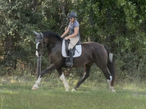 HorseID: 2307716 Charlotte - PhotoID: 1091723