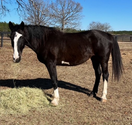 HorseID: 2307716 Charlotte - PhotoID: 1091724