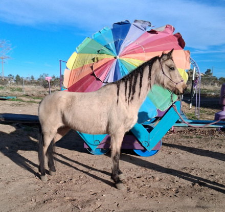 HorseID: 2307717 Final Touch of Gold - PhotoID: 1091714