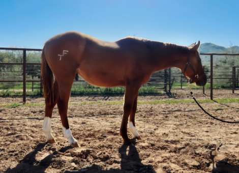 HorseID: 2307719 Tigers Country Ale - PhotoID: 1091721