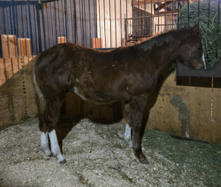 HorseID: 2307726 CP Two Eyed Budha - PhotoID: 1091731