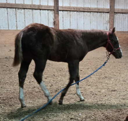 HorseID: 2307726 CP Two Eyed Budha - PhotoID: 1091732