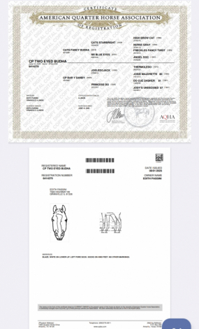 HorseID: 2307726 CP Two Eyed Budha - PhotoID: 1091733