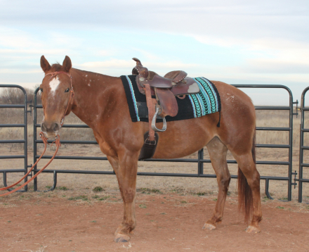 HorseID: 2307727 Sheza Bunny Bandita - PhotoID: 1091734