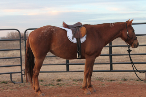 HorseID: 2307727 Sheza Bunny Bandita - PhotoID: 1091735