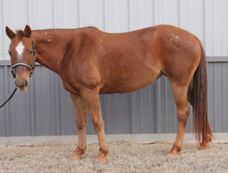 HorseID: 2307727 Sheza Bunny Bandita - PhotoID: 1091737