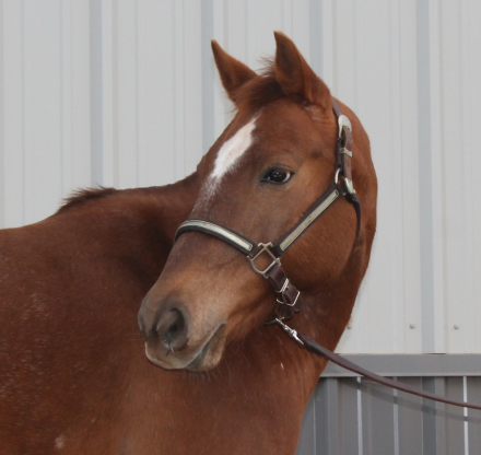 HorseID: 2307727 Sheza Bunny Bandita - PhotoID: 1091738