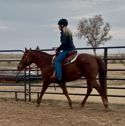 HorseID: 2307727 Sheza Bunny Bandita - PhotoID: 1091747