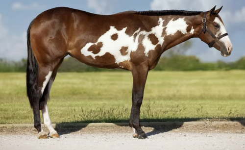 HorseID: 2307728 CLUB MONACO - PhotoID: 1091739