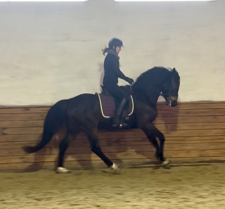 HorseID: 2307729 Night Out FF - PhotoID: 1091740