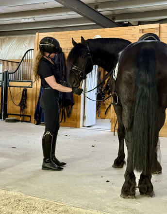 HorseID: 2307734 Kai út 't Westen - PhotoID: 1091743