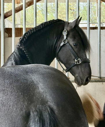 HorseID: 2307734 Kai út 't Westen - PhotoID: 1091744