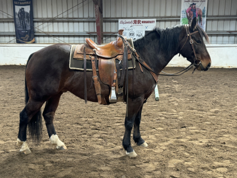 HorseID: 2307737 Tanka - PhotoID: 1091741