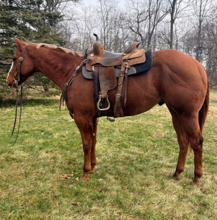 HorseID: 2307740 Cajun Intentions - PhotoID: 1091746