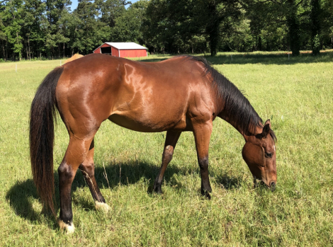 HorseID: 2307745 Chelsea Three Ohs - PhotoID: 1091756