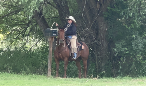 HorseID: 2307748 Sayo Did it Again - PhotoID: 1091858