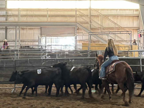 HorseID: 2307748 Sayo Did it Again - PhotoID: 1091859