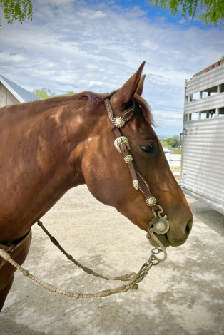 HorseID: 2307748 Sayo Did it Again - PhotoID: 1091860