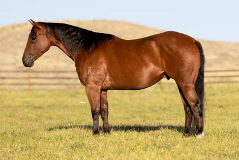 HorseID: 2307757 SRS Topaz Style - PhotoID: 1091757