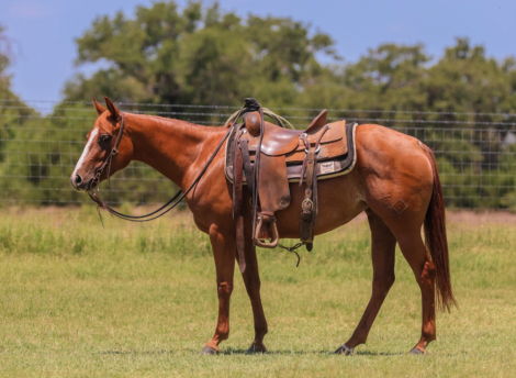 HorseID: 2307758 Dualin Highbrow Time - PhotoID: 1091758