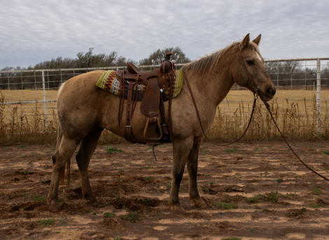 HorseID: 2307759 Linda - PhotoID: 1091759