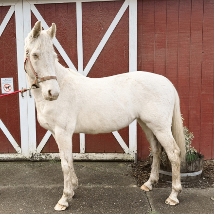 HorseID: 2307762 Harlow - PhotoID: 1091760