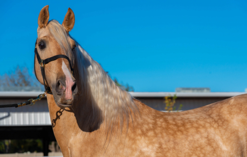 HorseID: 2307764 Astuto Vinyet - PhotoID: 1091762