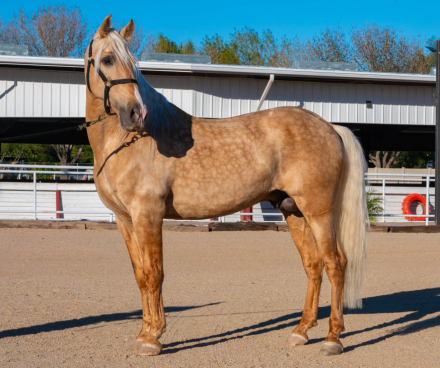 HorseID: 2307764 Astuto Vinyet - PhotoID: 1091763