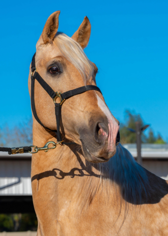 HorseID: 2307764 Astuto Vinyet - PhotoID: 1091764