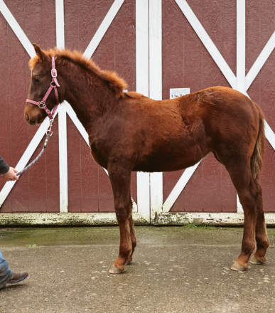 HorseID: 2307765 Rouge - PhotoID: 1091761