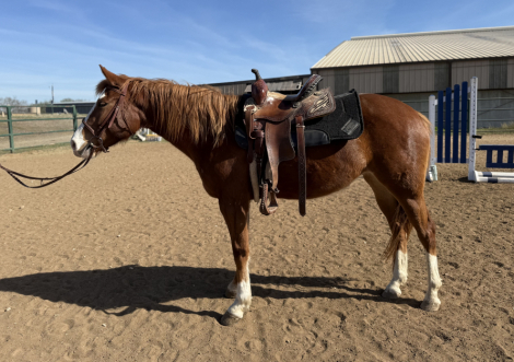 HorseID: 2307766 Felicity - PhotoID: 1091766