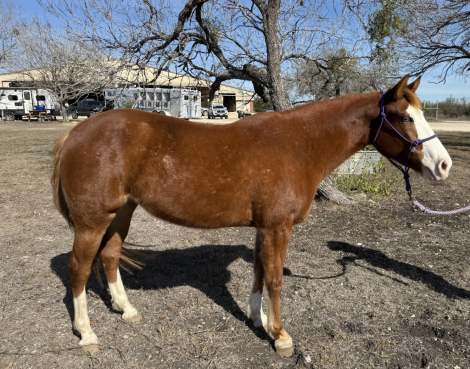 HorseID: 2307766 Felicity - PhotoID: 1091768