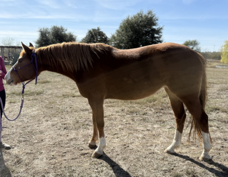 HorseID: 2307766 Felicity - PhotoID: 1091769