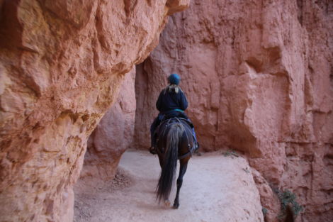 HorseID: 2307772 Bumper - PhotoID: 1091773