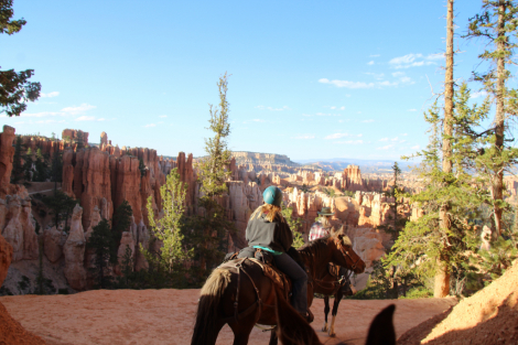 HorseID: 2307772 Bumper - PhotoID: 1091774