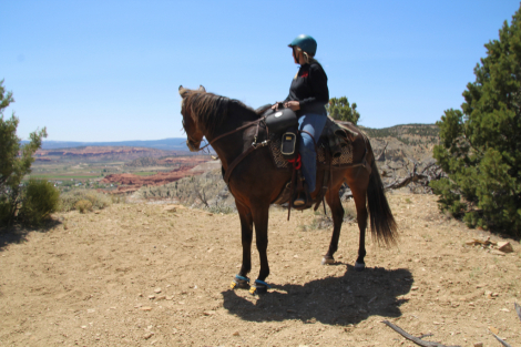 HorseID: 2307772 Bumper - PhotoID: 1091775