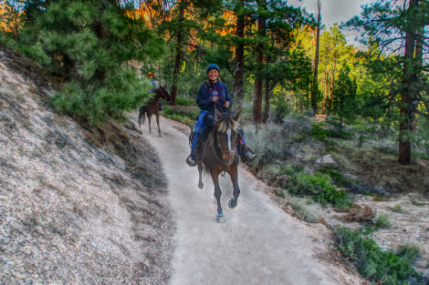 HorseID: 2307772 Bumper - PhotoID: 1091777