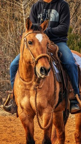 HorseID: 2307775 Karen - PhotoID: 1091778