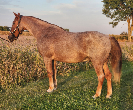 HorseID: 2307777 I Bet He Will - PhotoID: 1091781