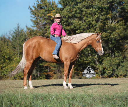 HorseID: 2307782 Gunners Wimpy Chex -www.AdamsHorseAndMuleCo.com - PhotoID: 1091786
