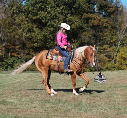 HorseID: 2307782 Gunners Wimpy Chex -www.AdamsHorseAndMuleCo.com - PhotoID: 1091787