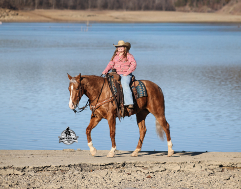 HorseID: 2307782 Gunners Wimpy Chex -www.AdamsHorseAndMuleCo.com - PhotoID: 1091789