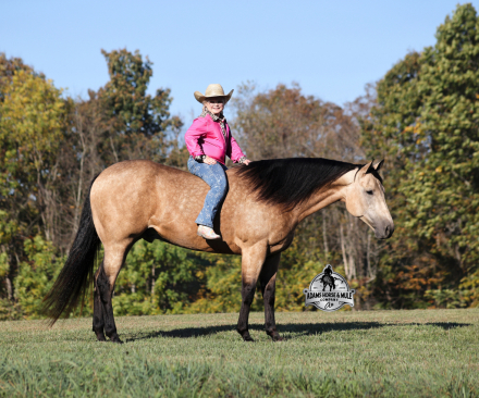 HorseID: 2307783 Smooth As Pendleton -www.AdamsHorseAndMuleCo.com - PhotoID: 1091790