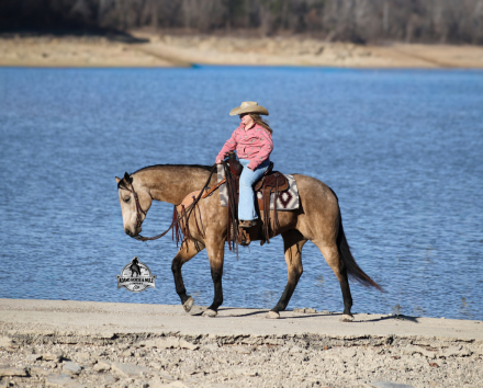 HorseID: 2307783 Smooth As Pendleton -www.AdamsHorseAndMuleCo.com - PhotoID: 1091791