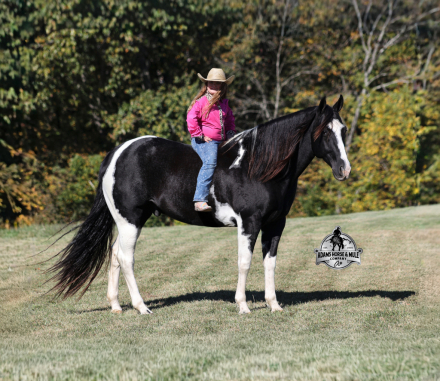 HorseID: 2307784 Summer Bandit -www.AdamsHorseAndMuleCo.com - PhotoID: 1091794