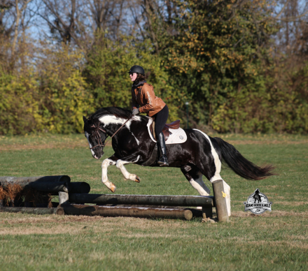 HorseID: 2307784 Summer Bandit -www.AdamsHorseAndMuleCo.com - PhotoID: 1091797